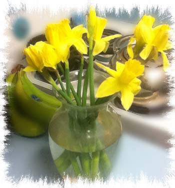 daffodils
